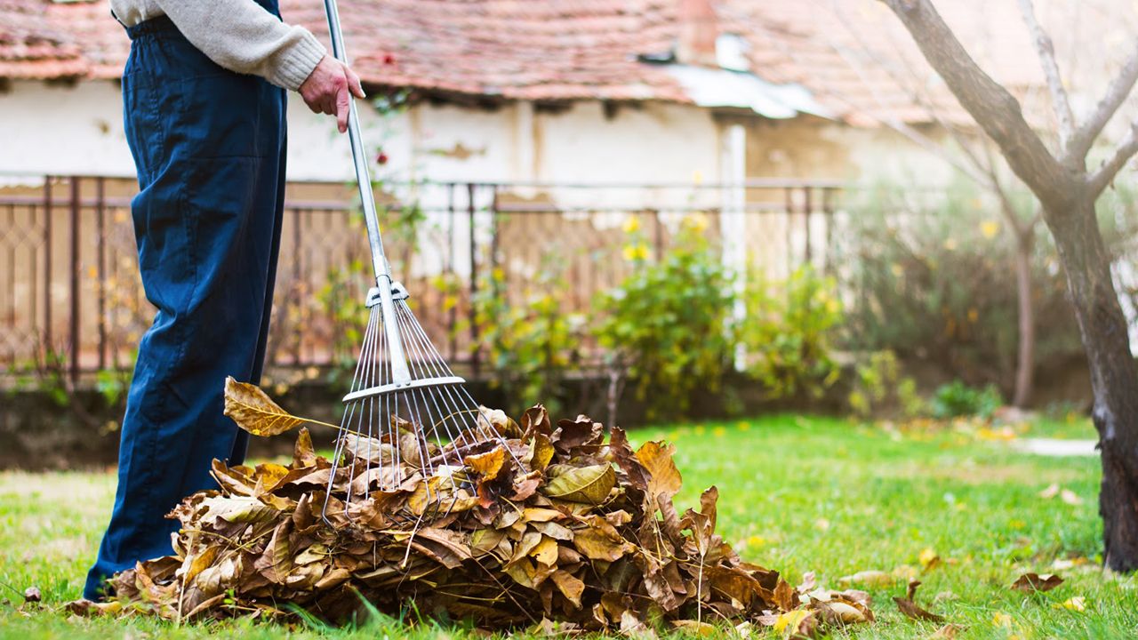 Yard Cleaning