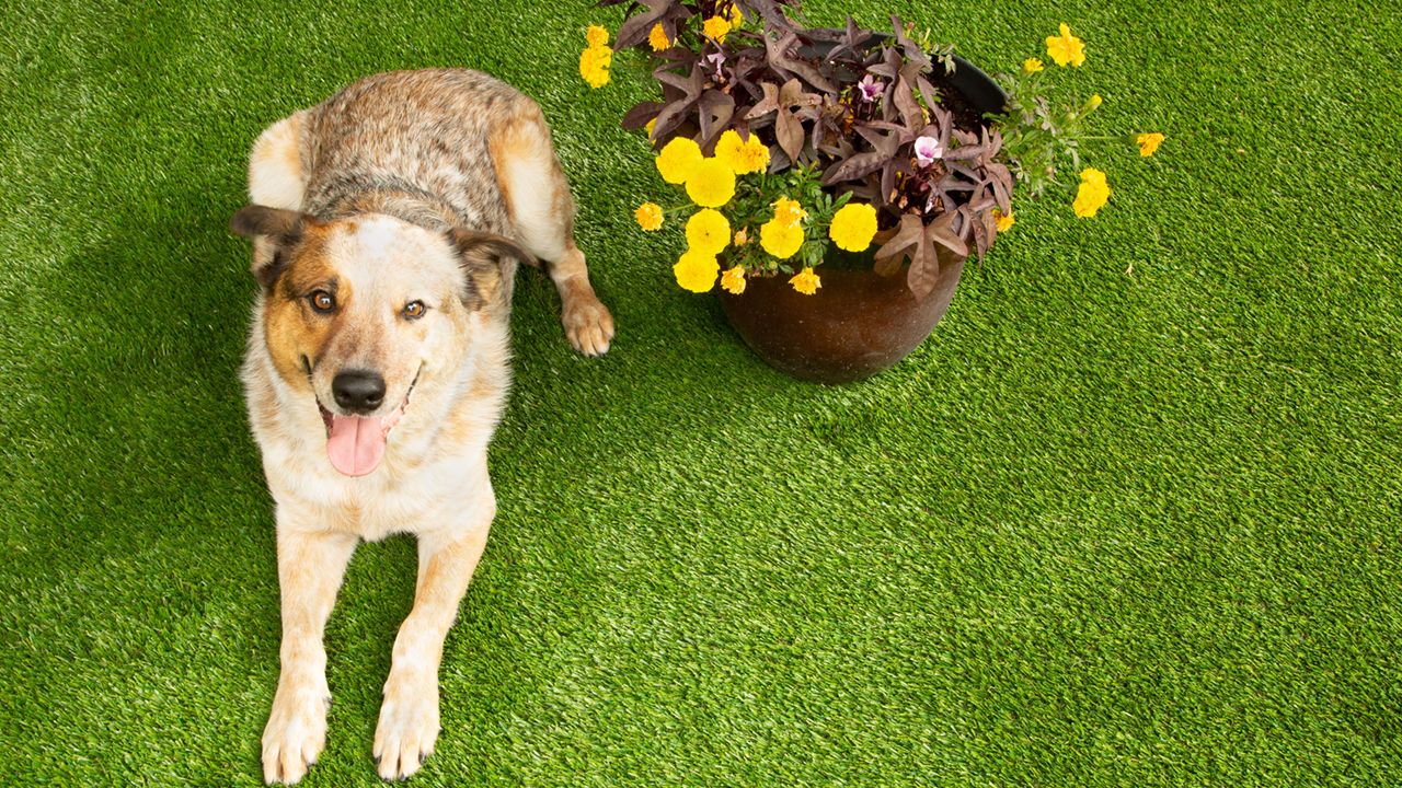 Pet Turf Installation