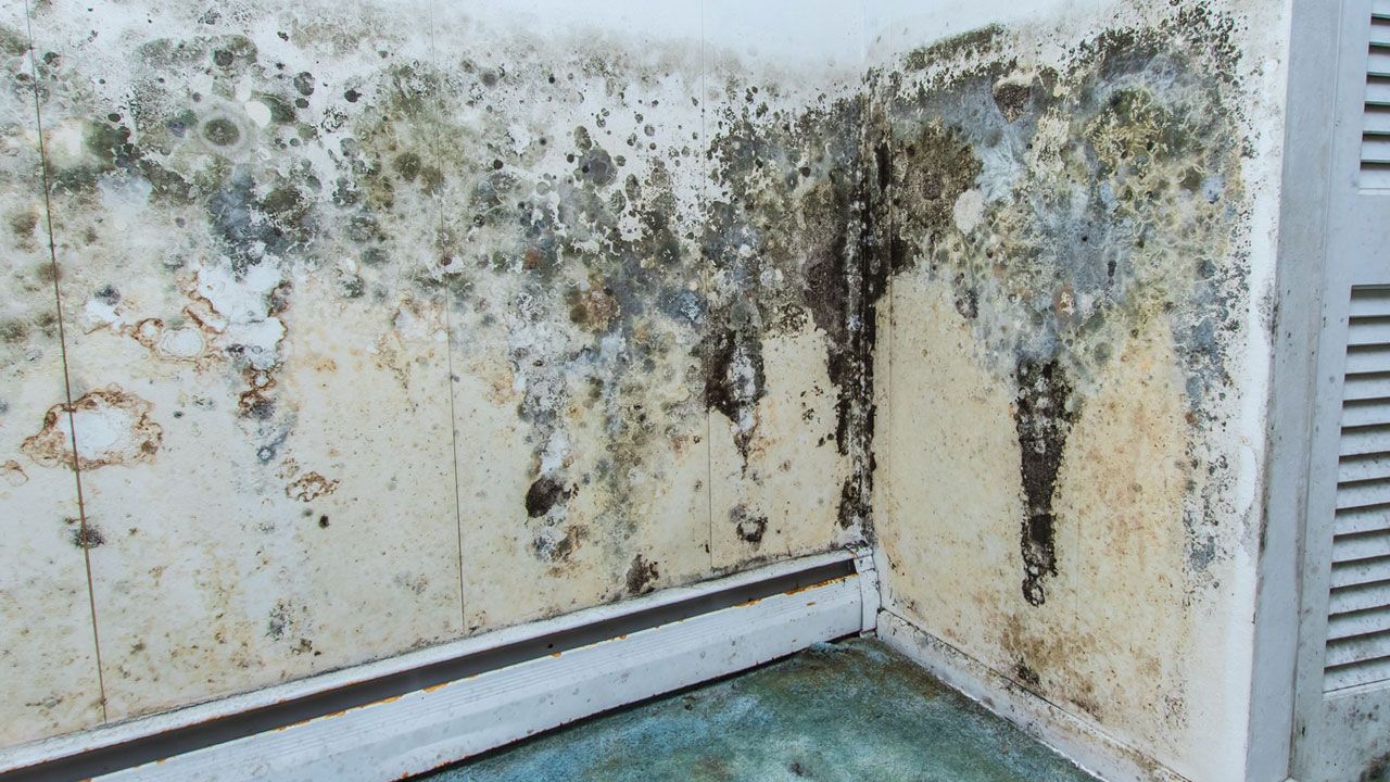 Mold Remediation