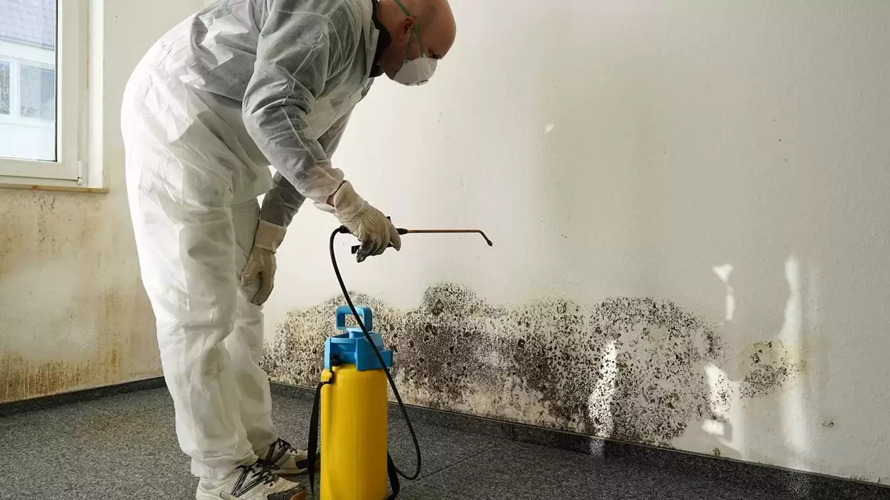 Mold Removal