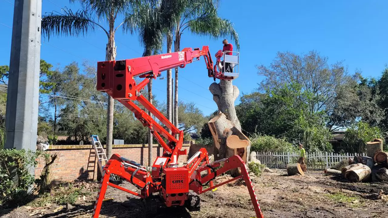 Tree Removal