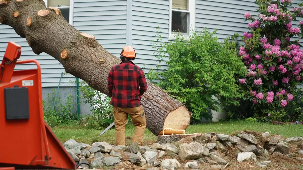 Tree Removal