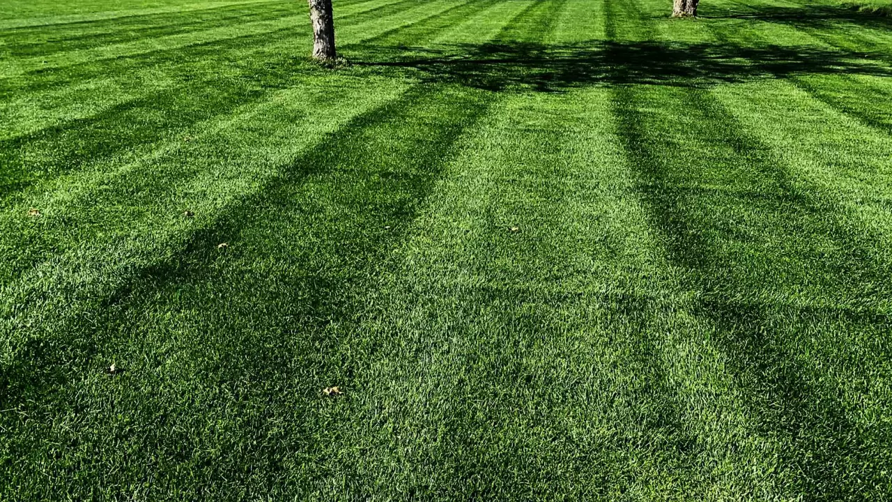 Lawns Services