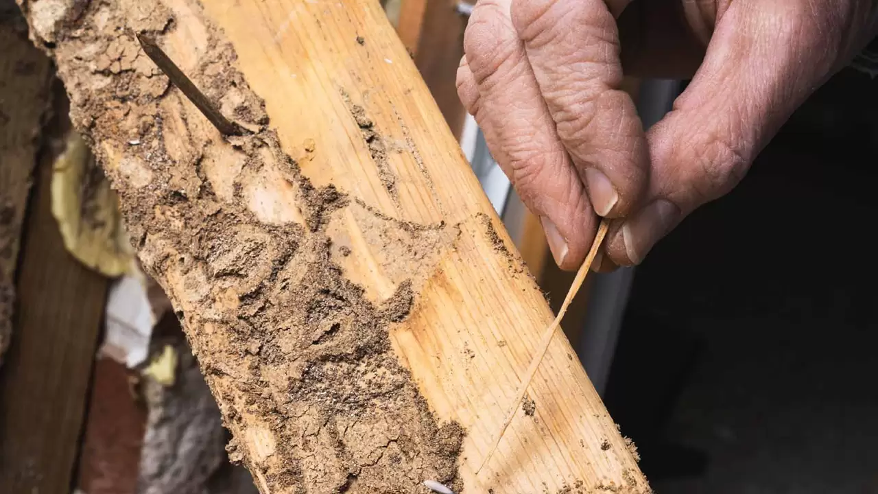 Termite Inspections