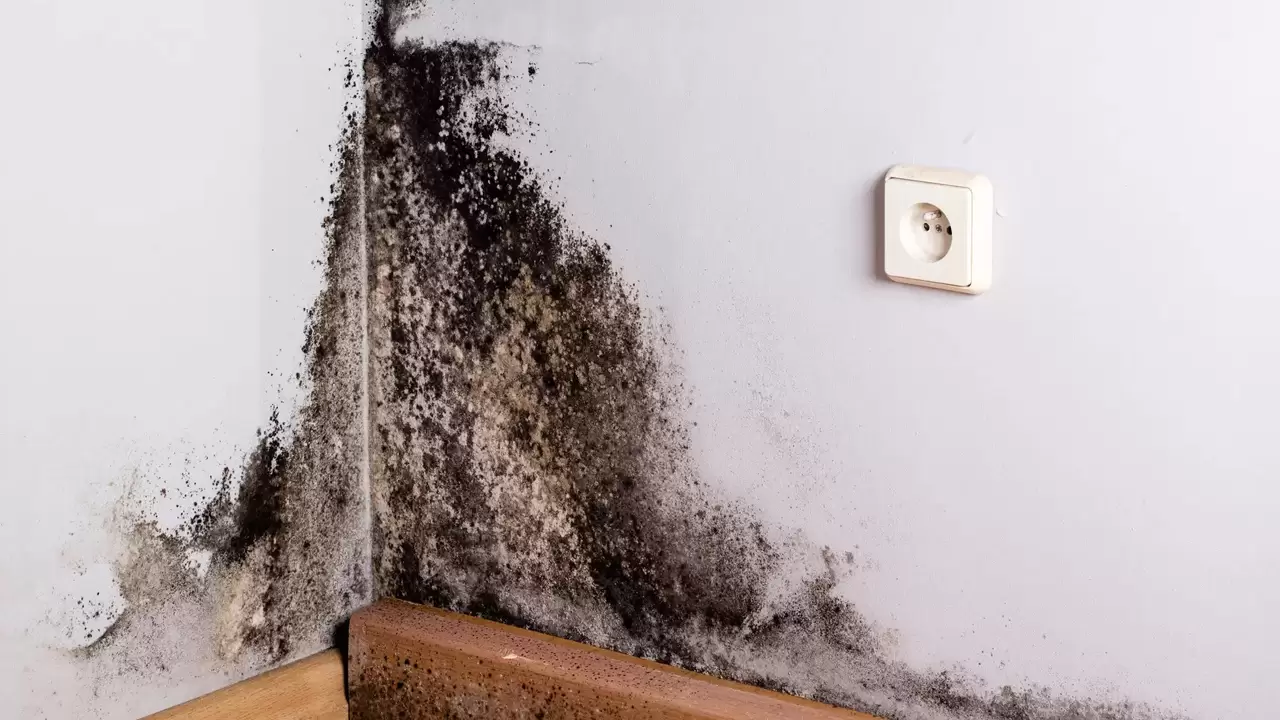 Mold Remediation