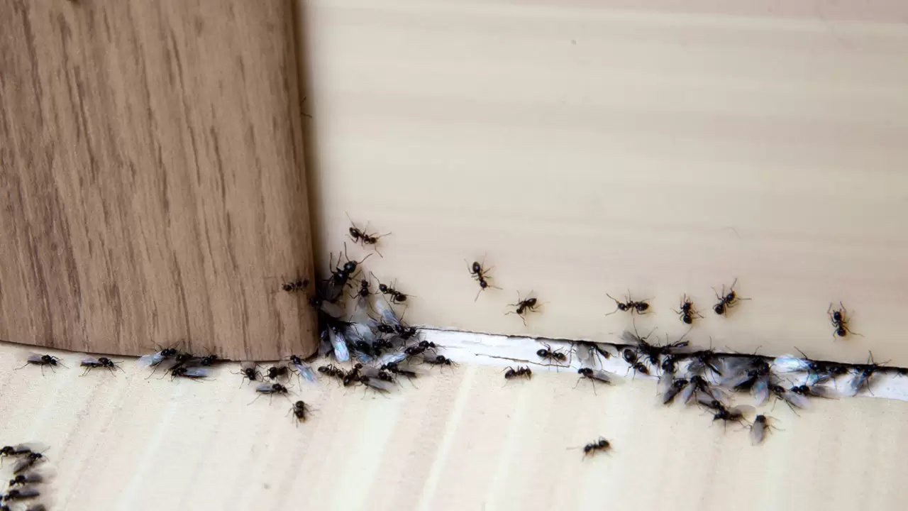 Ant Extermination