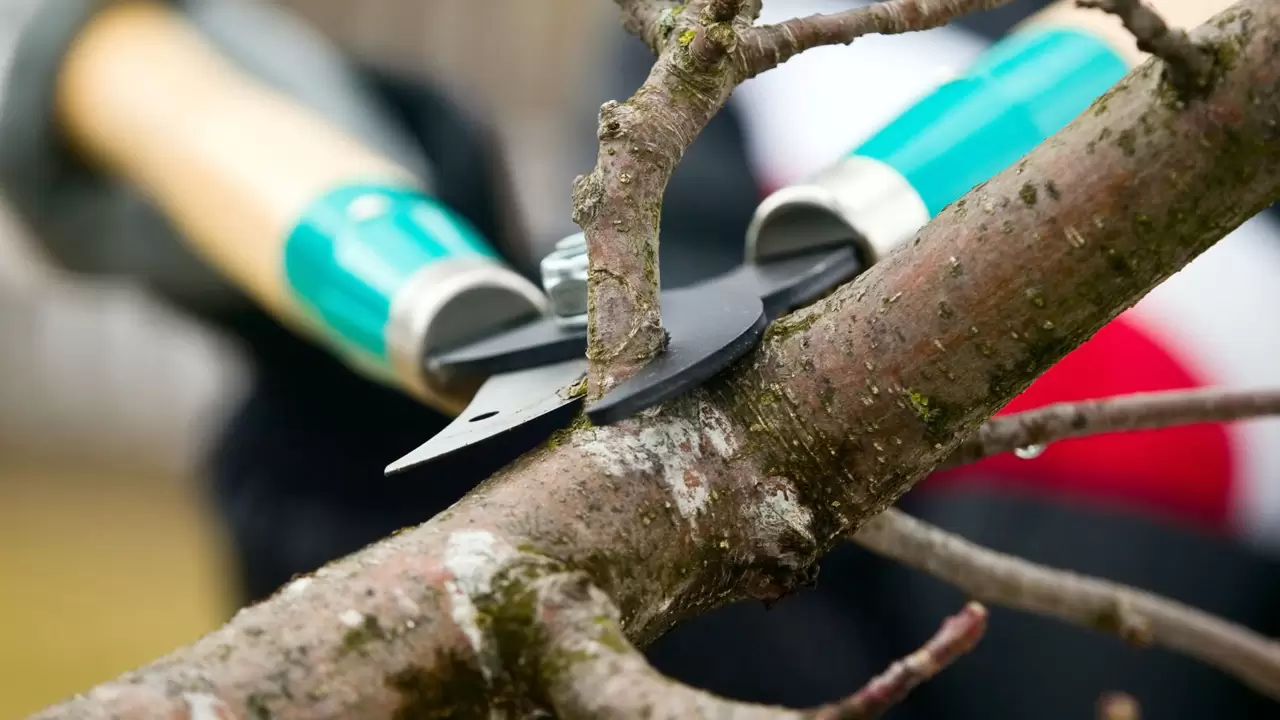 Tree Trimming