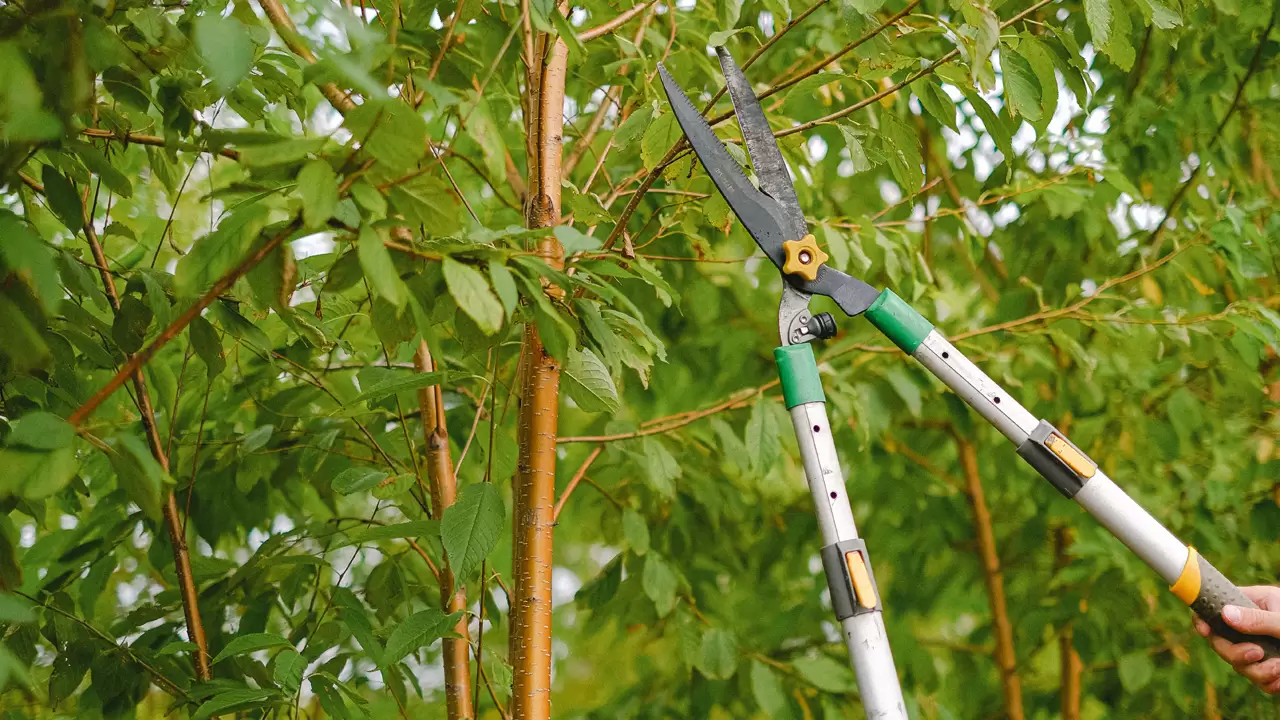 Tree Trimming