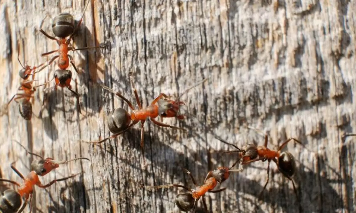 Ant Extermination