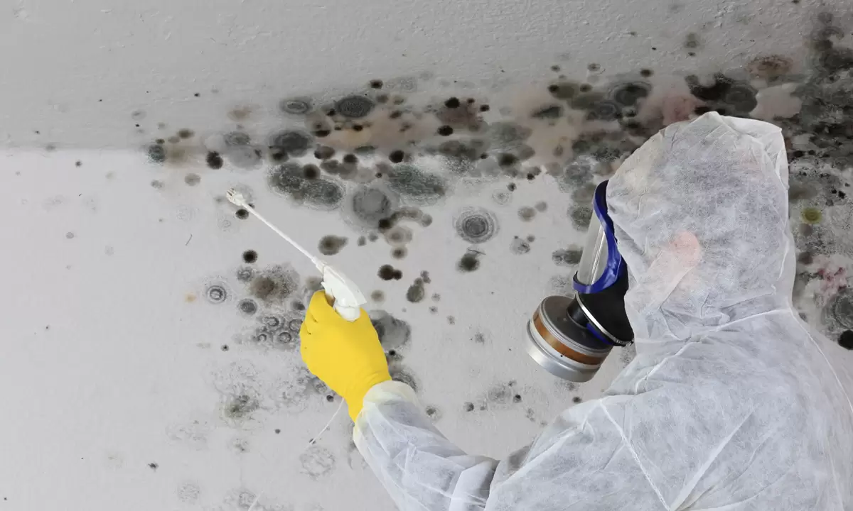 Mold Remediation