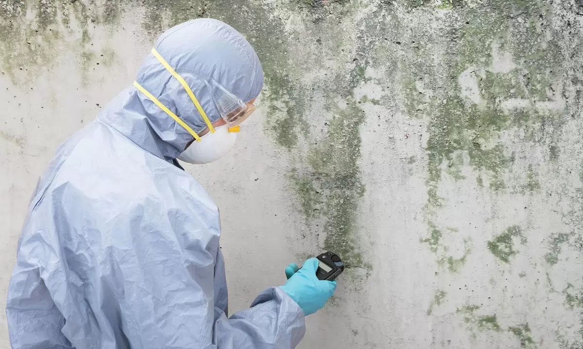 Mold Removal