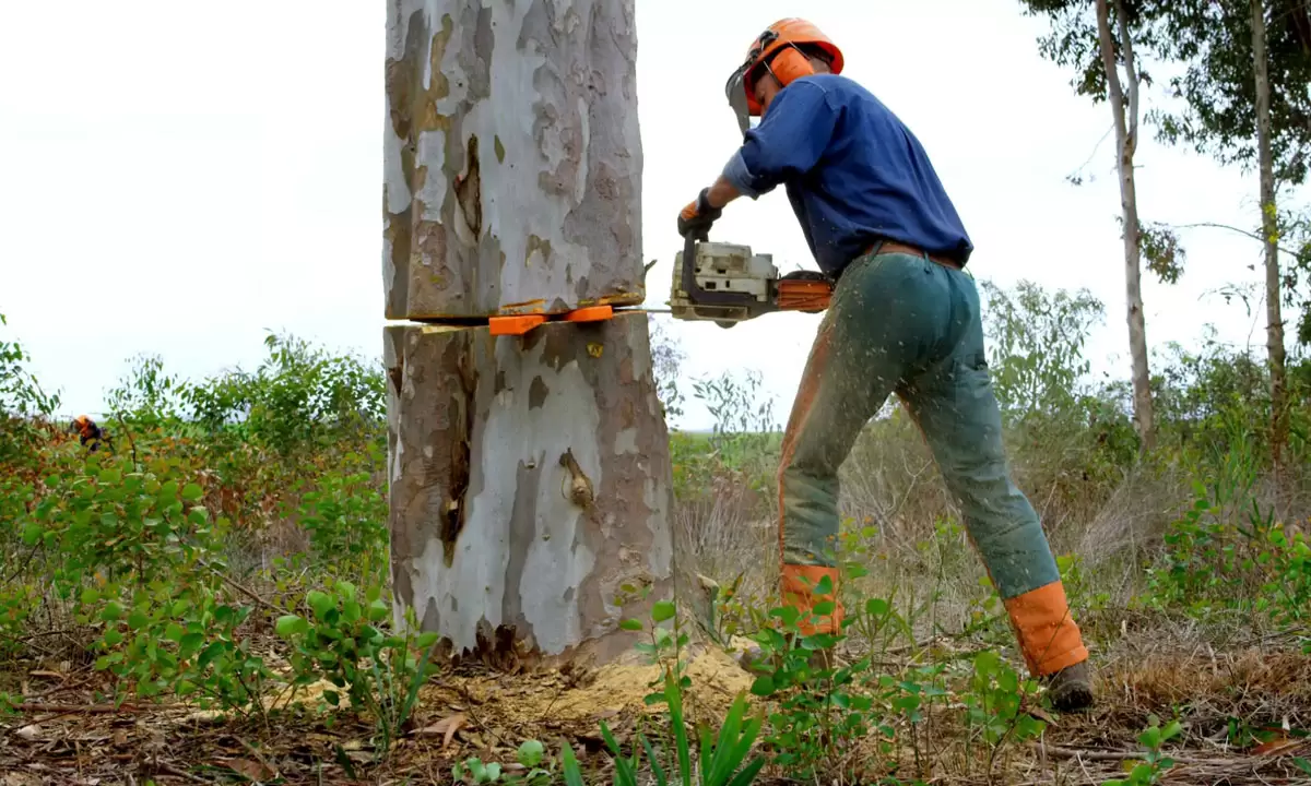 Tree Service