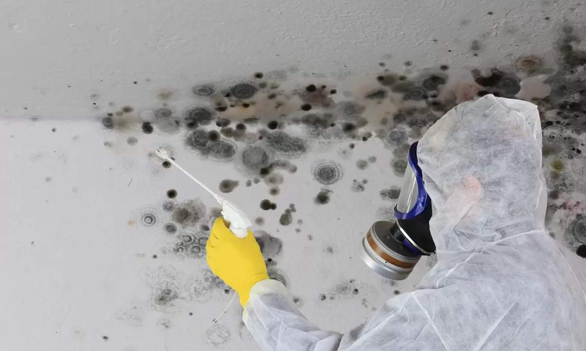 Mold Damage Remediation