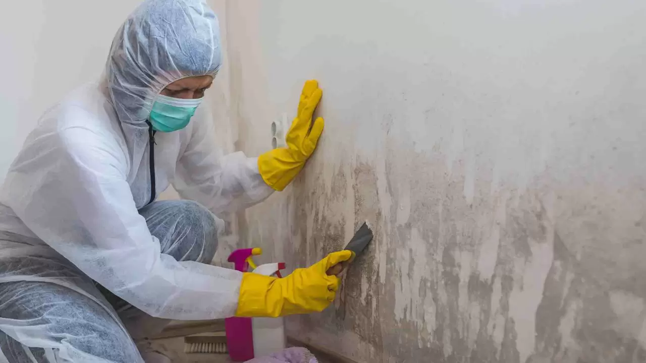 Mold Remediation and Inspection