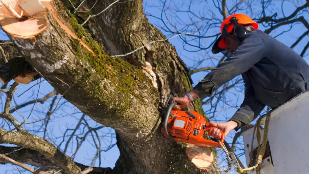 Tree Removal