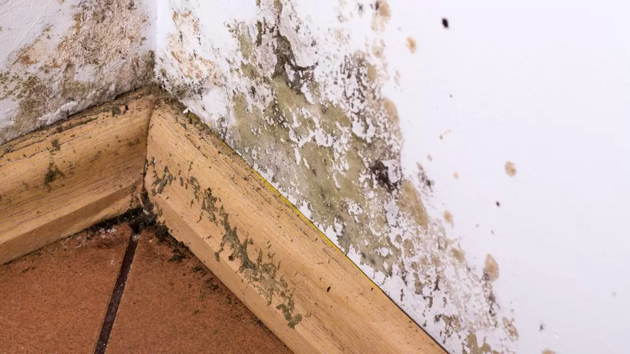 Mold Remediation