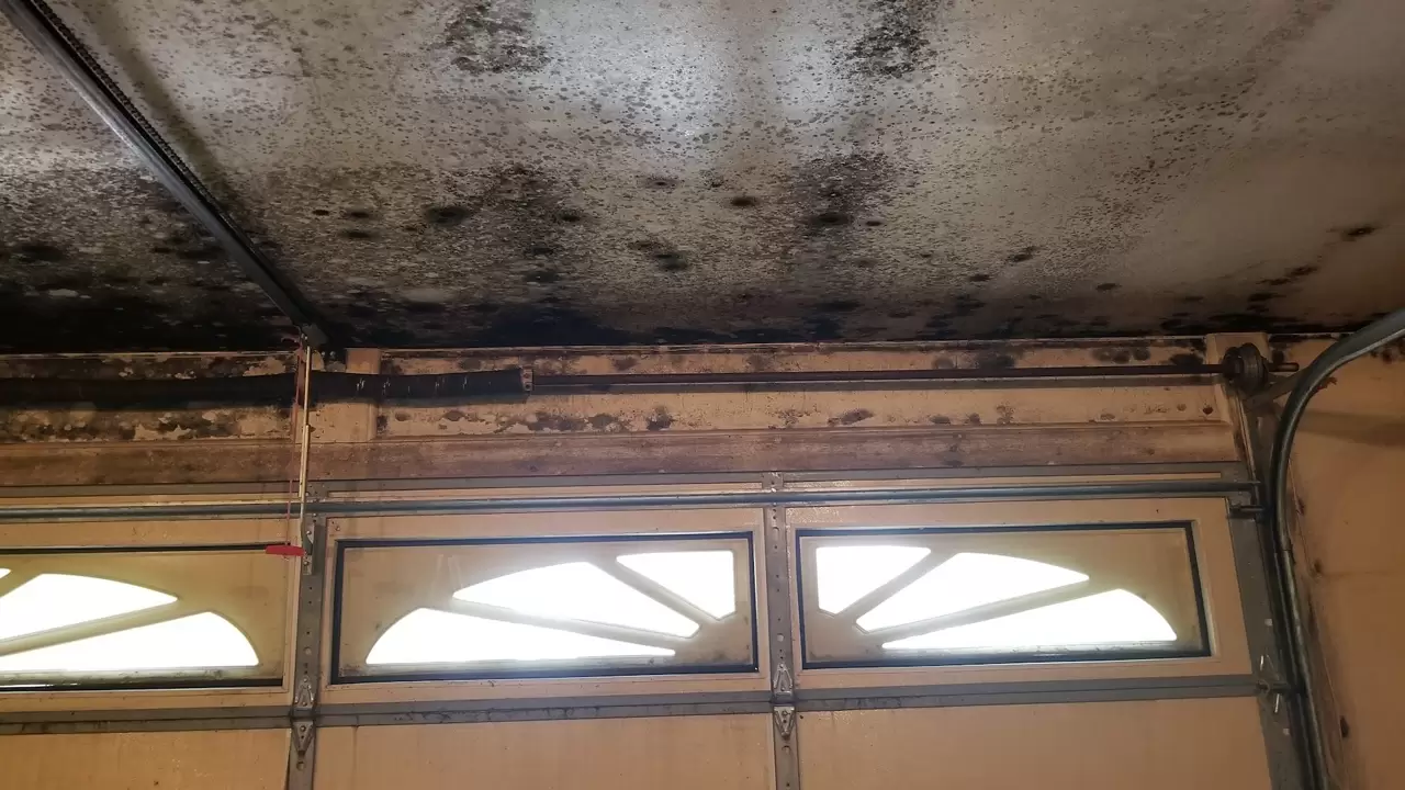 Mold Removal