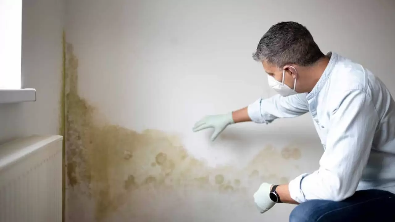 Mold Removal & Remediation