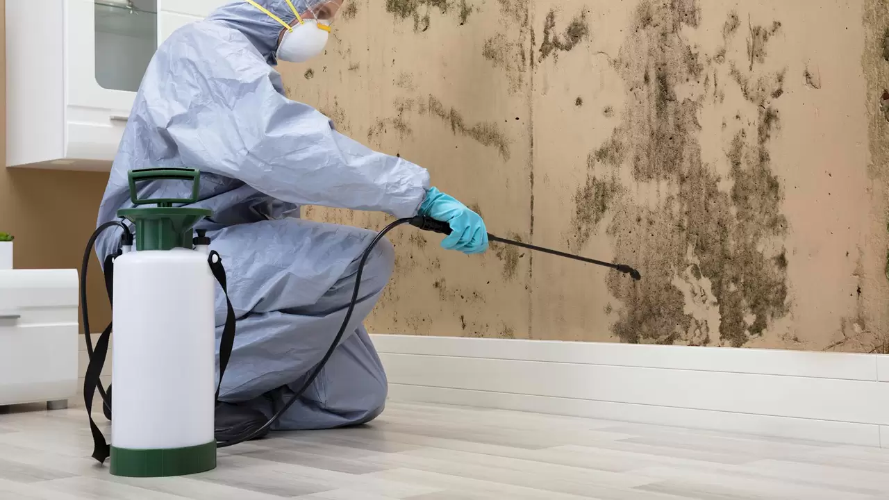 Mold Removal