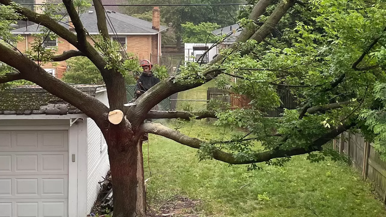 Tree Trimming