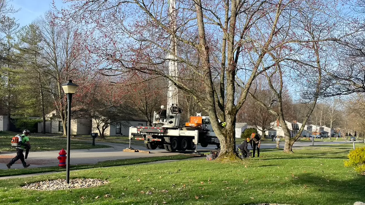 Tree Removal