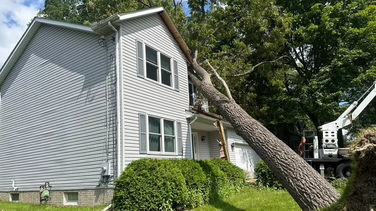 Emergency Tree Removal