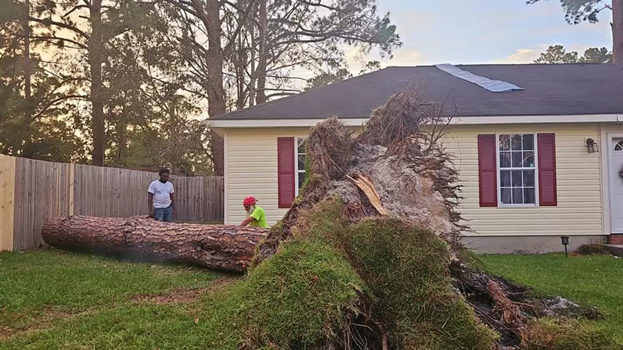 Tree Removal & Landscaping