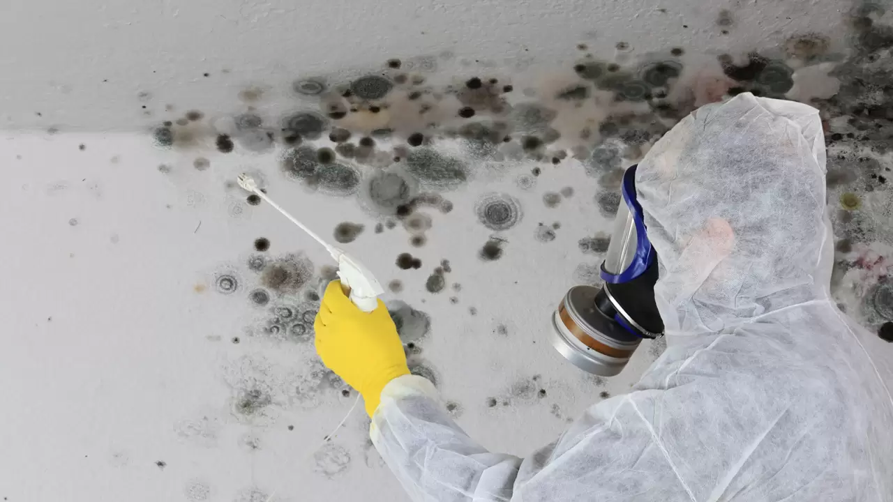 Mold Mitigation Service