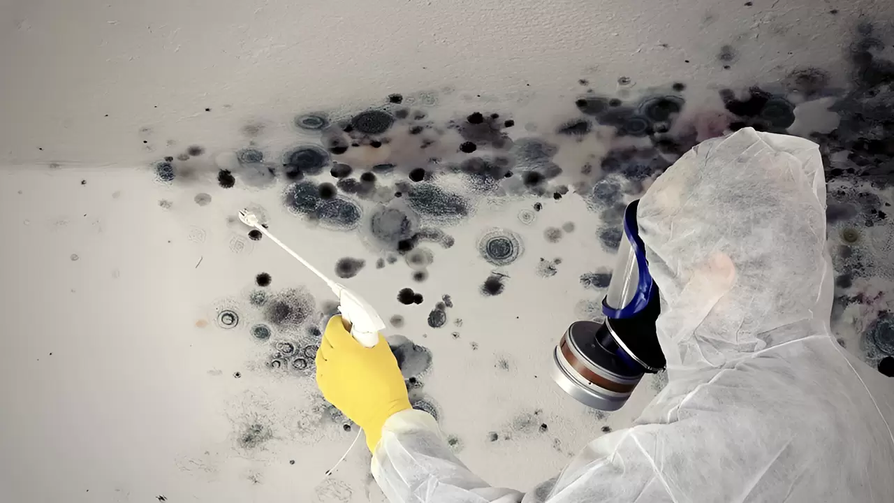 Mold Remediation