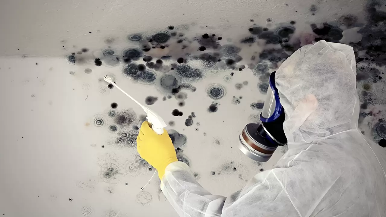 Mold Remediation