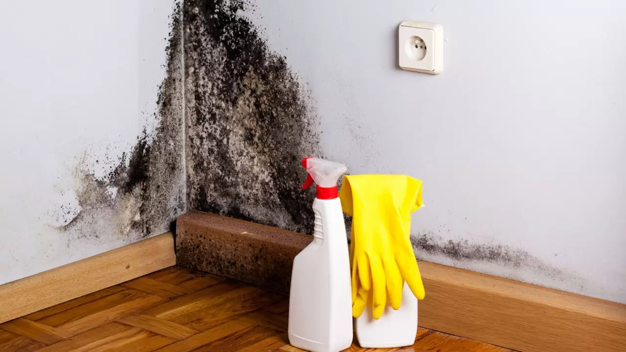 Mold Remediation