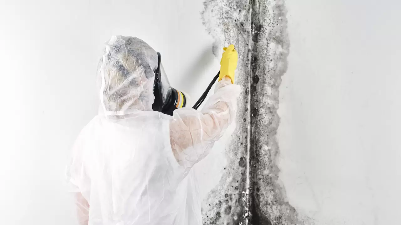 Mold Removal