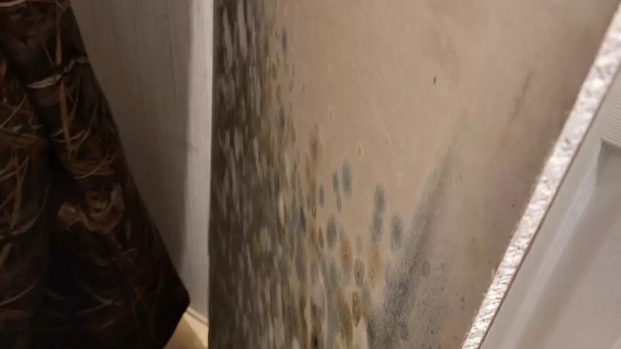 Mold Remediation