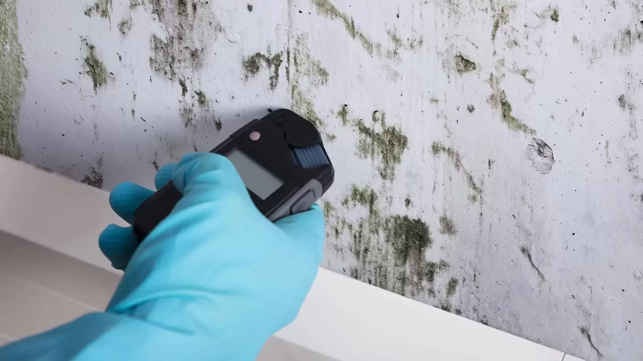 Mold Detection & Testing