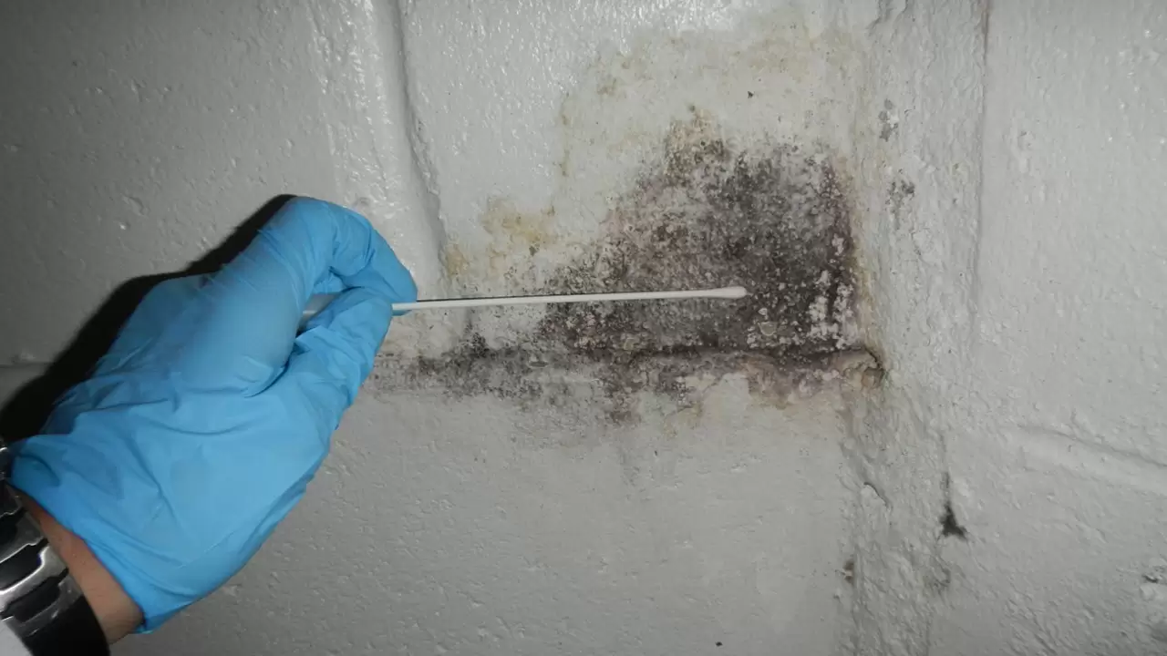 Mold Testing