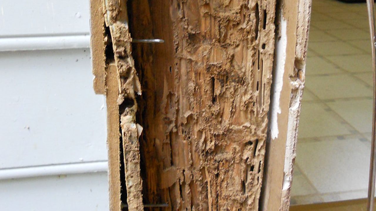 Wood Boring Insect Inspections
